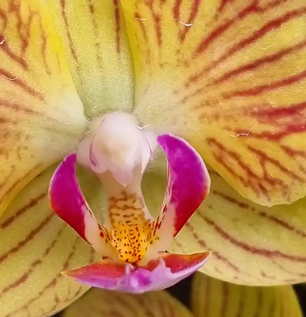 Alma del Bosque — Entre Flores — Una de las experiencias florales más únicas de Colombia. Una reserva familiar con la colección de orquídeas más impresio. Atractivo turístico en La Ceja, Antioquia, Colombia